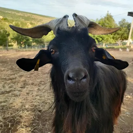 A La Ferme Ongles